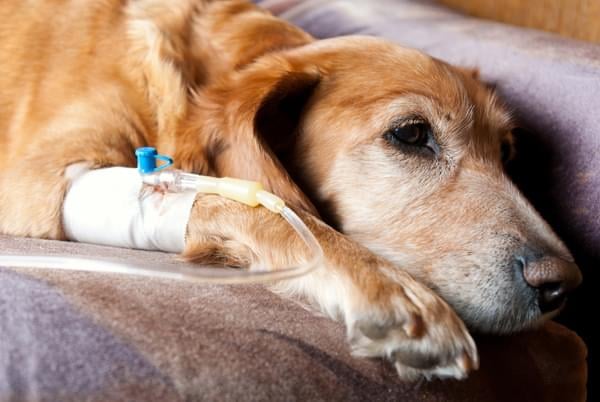 sick-dog-cancer-chemo_joayej